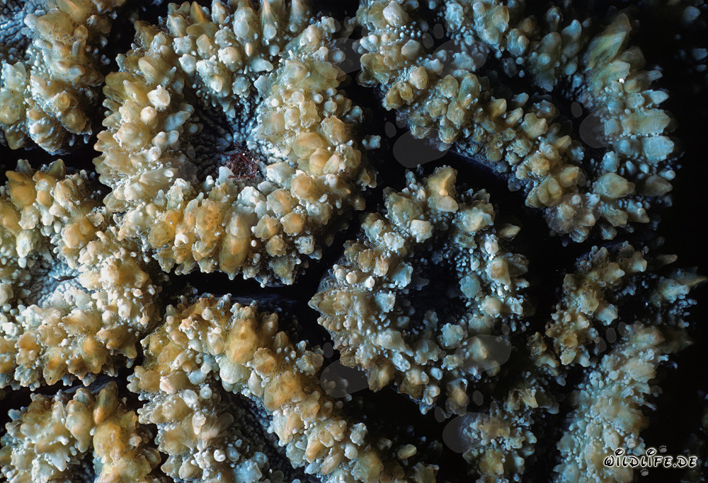 Fascinating Stony Coral in the Red Sea off Sinai, Egypt