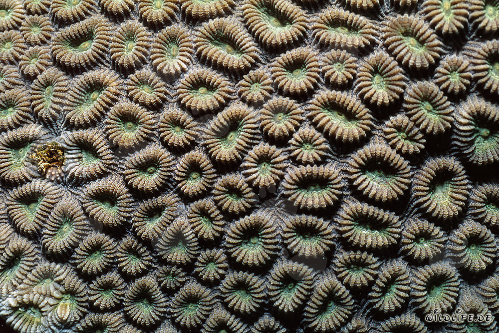 Coral vivo en el Mar Rojo frente al Sinaí, Egipto
