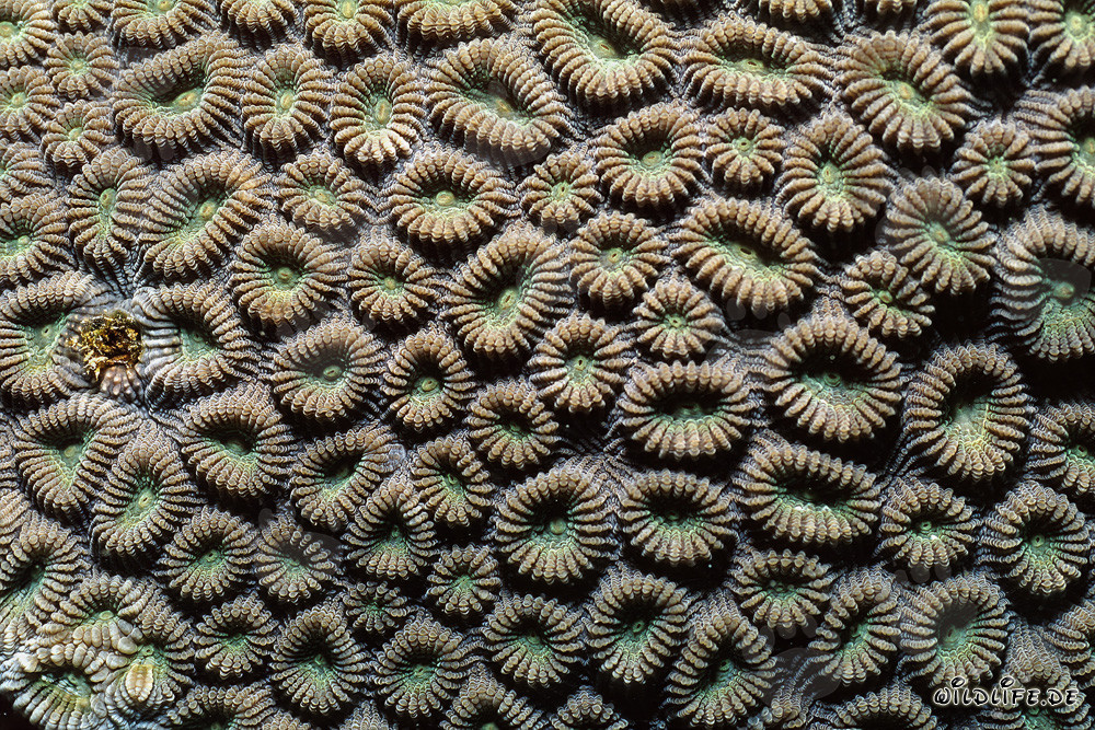 Vibrant Stony Coral in the Red Sea off Sinai, Egypt