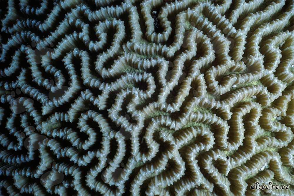 Fascinating brain coral in the Red Sea off Sinai, Egypt