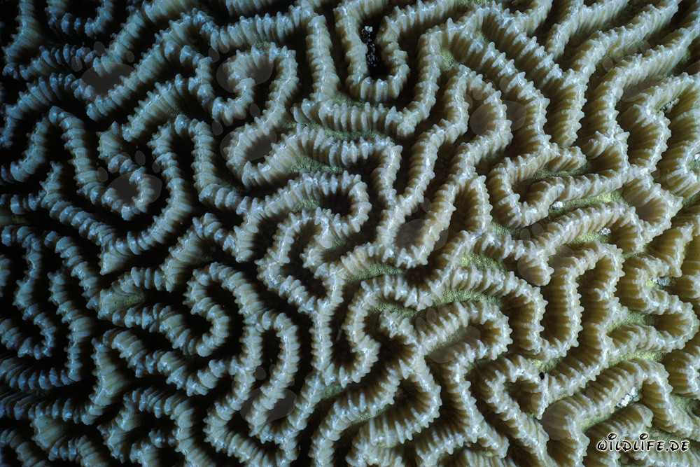 Fascinante coral cerebral en el Mar Rojo frente a Sinaí, Egipto
