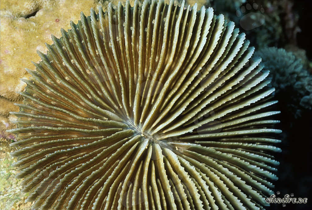 Corail champignon fascinant dans la mer Rouge devant Ras Mohammad, Égypte