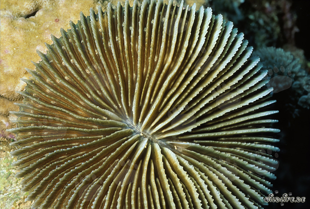 Fascinante coral de seta en el Mar Rojo frente a Ras Mohammad, Egipto