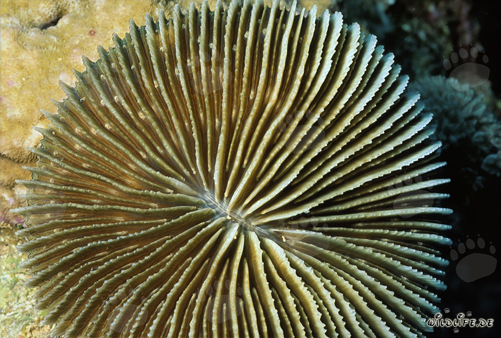 Fascinante fungia fungitis nel Mar Rosso di fronte a Ras Mohammad, Egitto