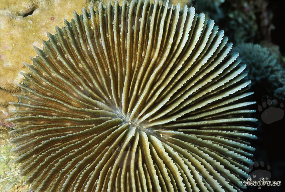 Fascinating Mushroom Coral in the Red Sea off Ras Mohammad, Egypt