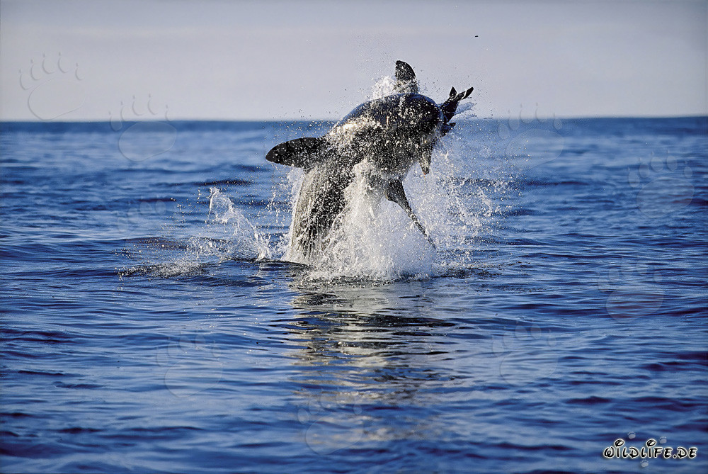 Gran tiburón blanco saltando frente a la isla de Dyer
