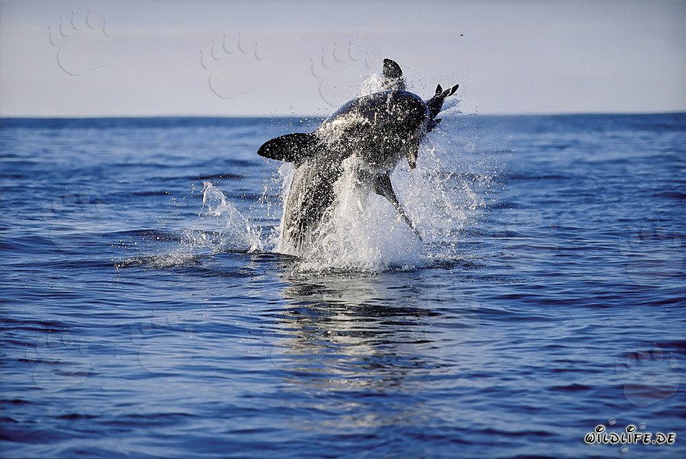 Breaching Great White Shark off Dyer Island