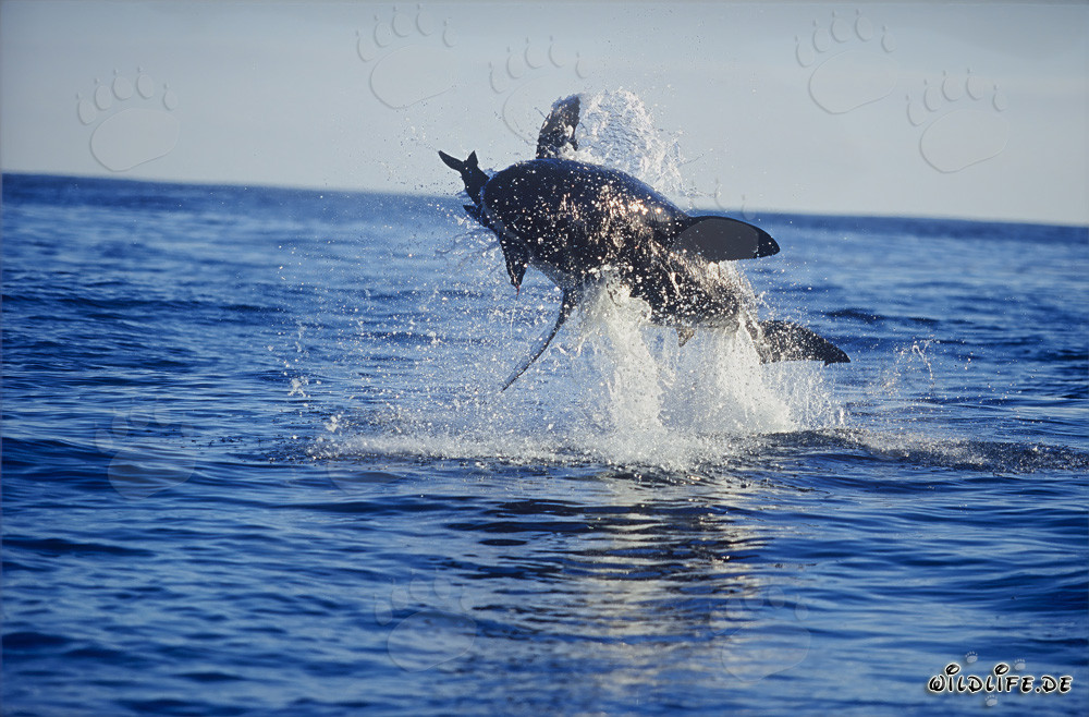 Ataque fascinante: Gran tiburón blanco saltando frente a la Isla Dyer
