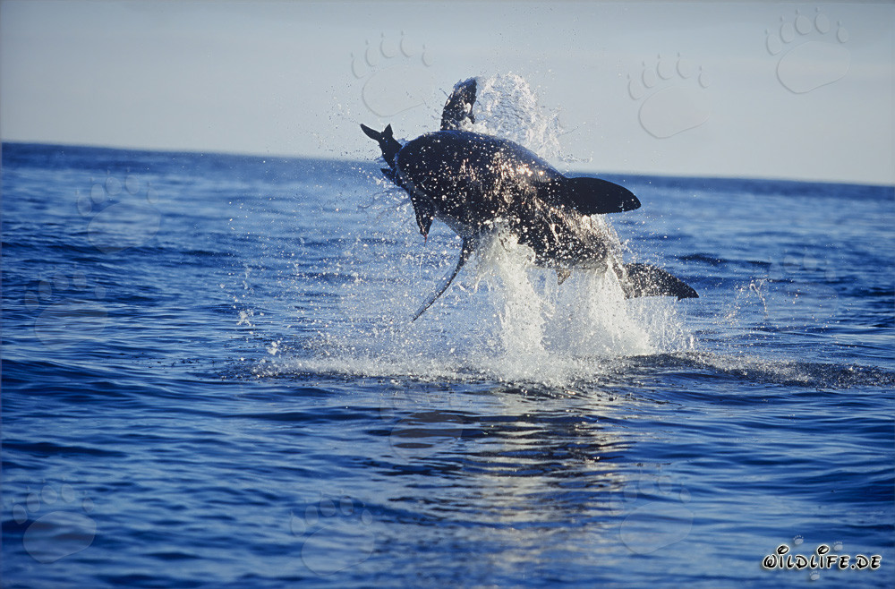 Fascinating Attack: Breaching Great White Shark off Dyer Island