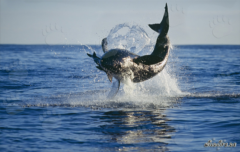 Great White Shark breaching completely out of the water