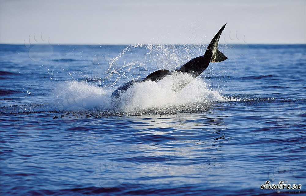 Breaching Great White Shark near Dyer Island