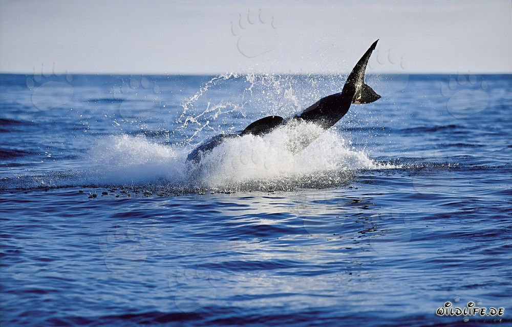 Requin blanc sautant devant l'île Dyer