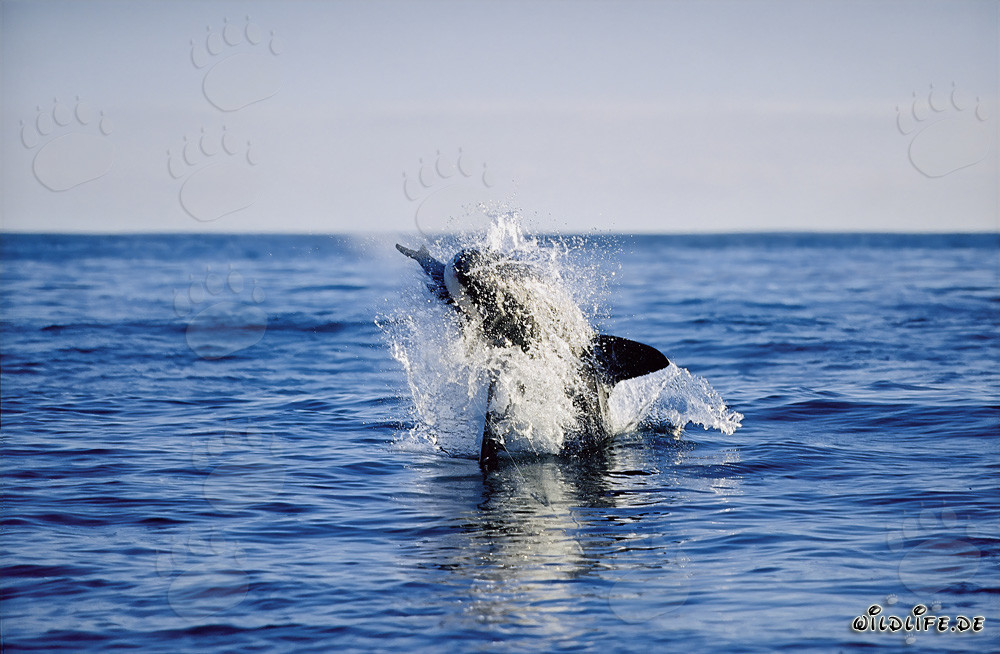 Breaching Great White Shark near Dyer Island