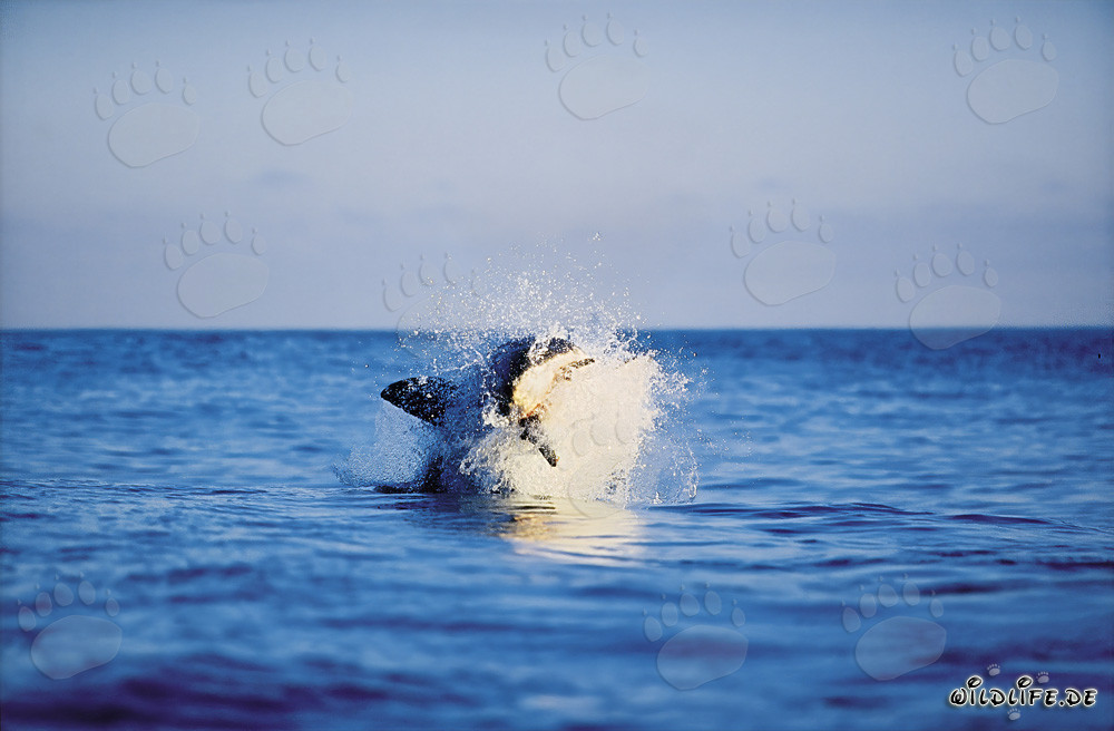 Breaching Great White Shark near Dyer Island