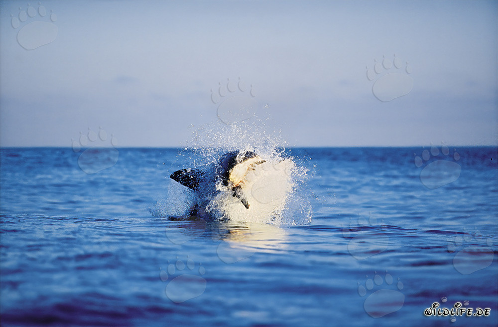 Gran tiburón blanco saltando frente a la isla de Dyer