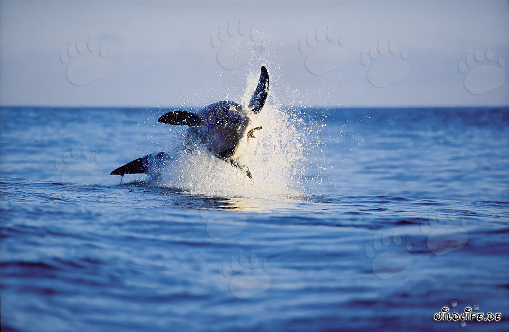 Breaching Great White Shark near Dyer Island