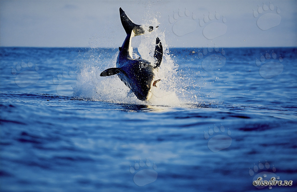 Breaching Great White Shark near Dyer Island