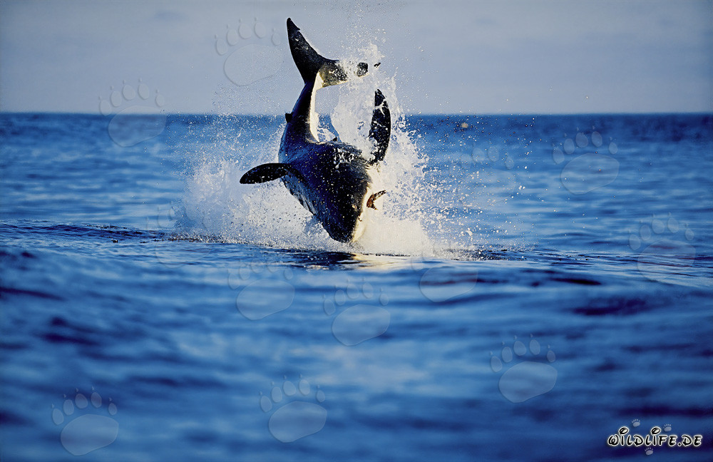 Tiburón blanco saltando frente a la Isla Dyer