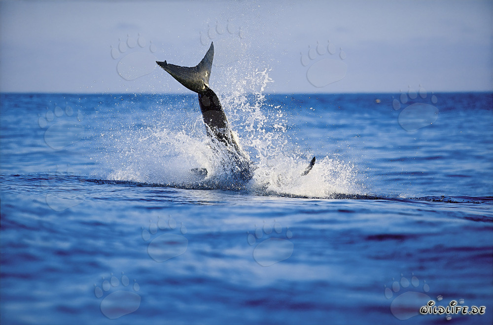 Breaching Great White Shark near Dyer Island