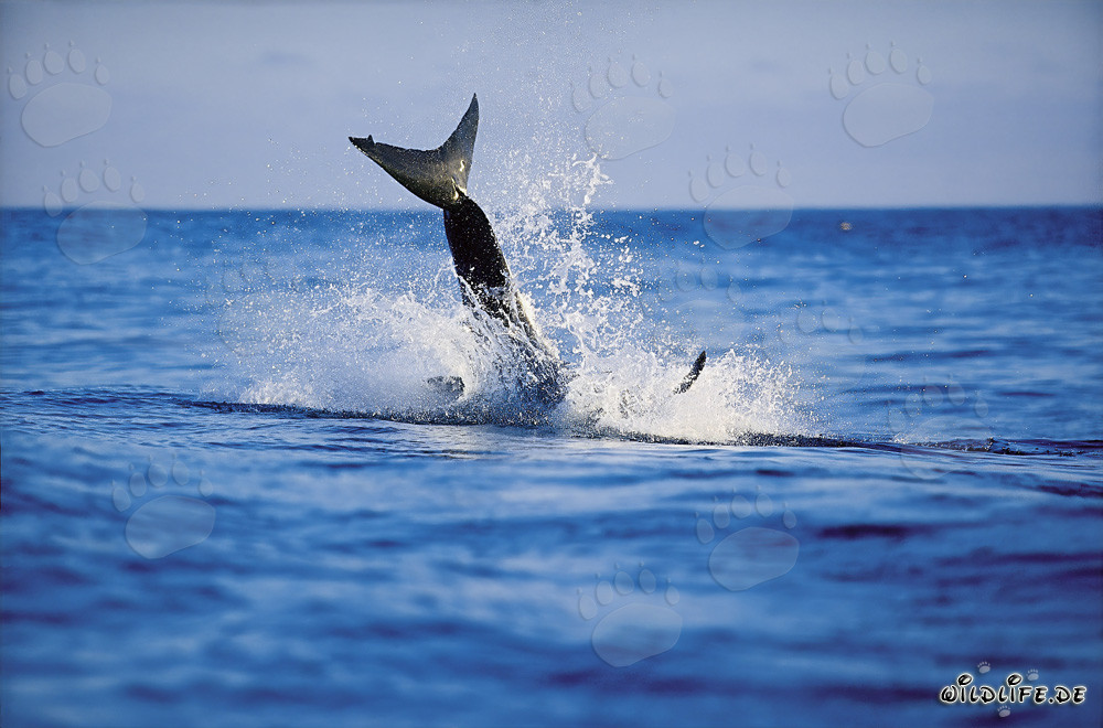 Tiburón blanco saltando frente a Gyser Rock