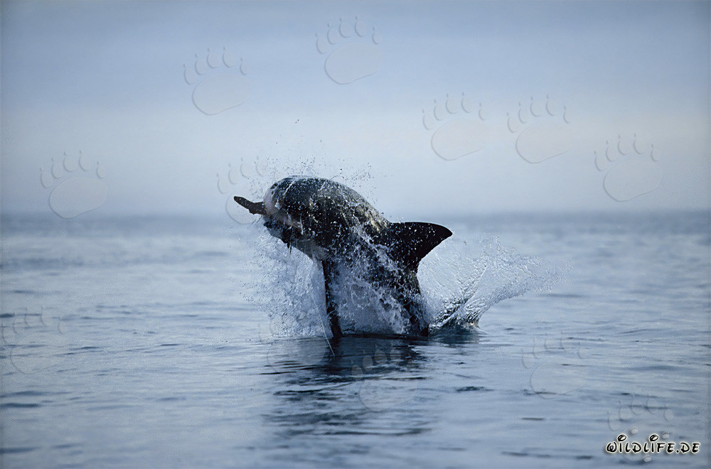 Breaching Great White Shark near Dyer Island