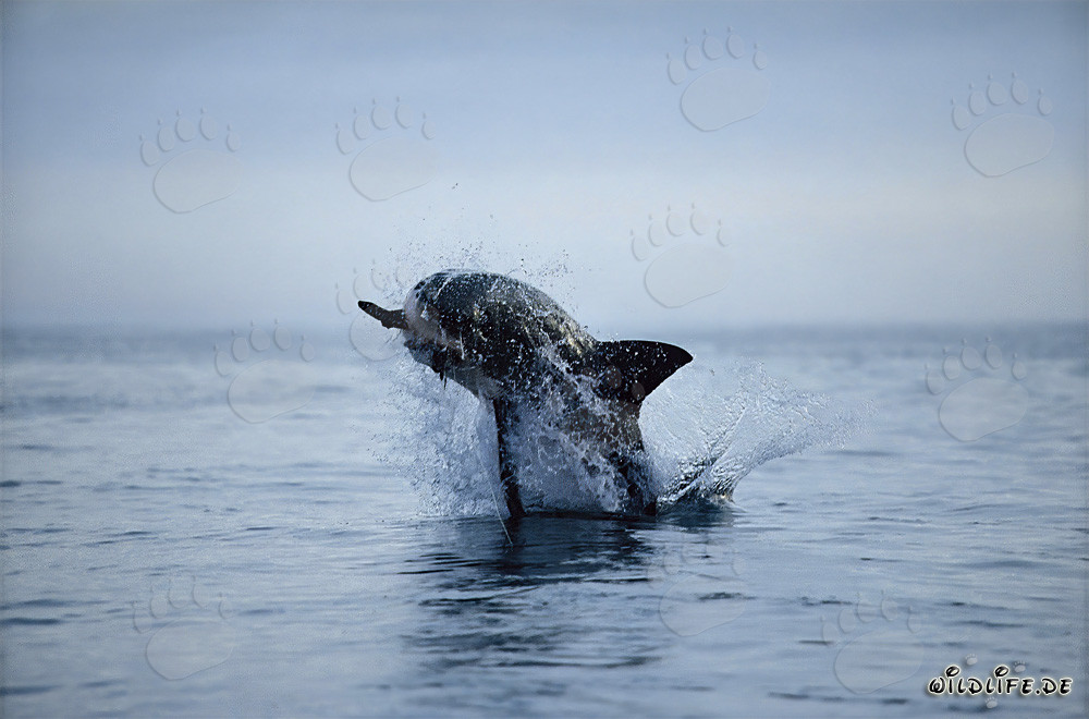 Tiburón blanco saltando frente a la isla de Dyer