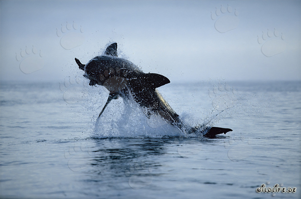 Grand Requin Blanc sautant devant l'île Dyer