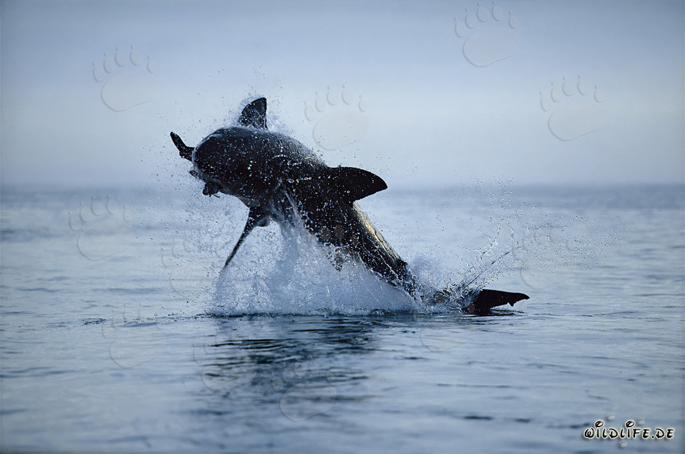 Breaching Great White Shark near Dyer Island