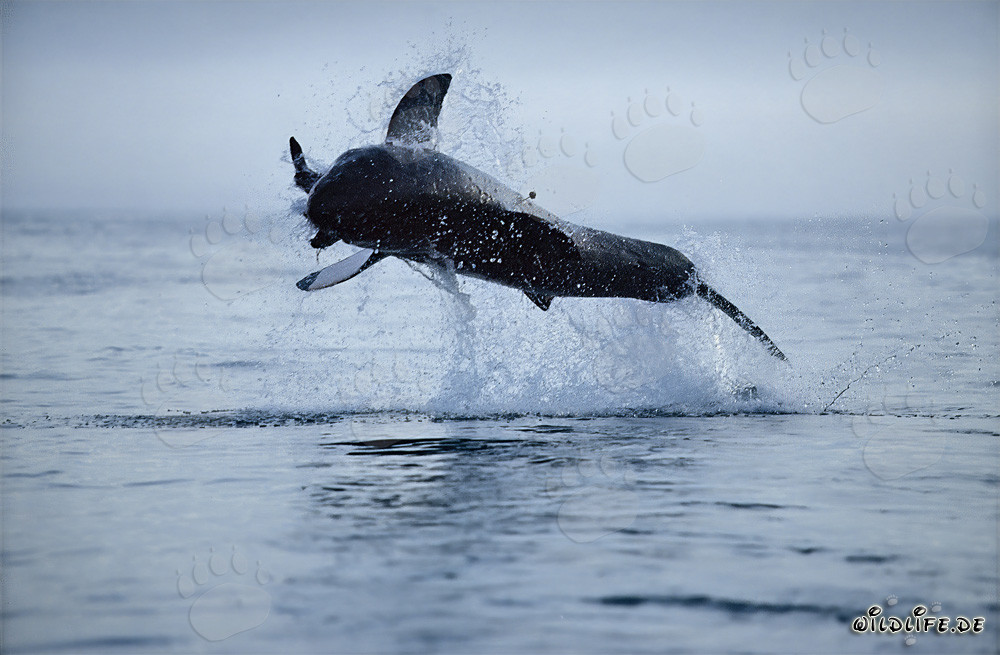 Gran tiburón blanco saltando frente a la isla de Dyer