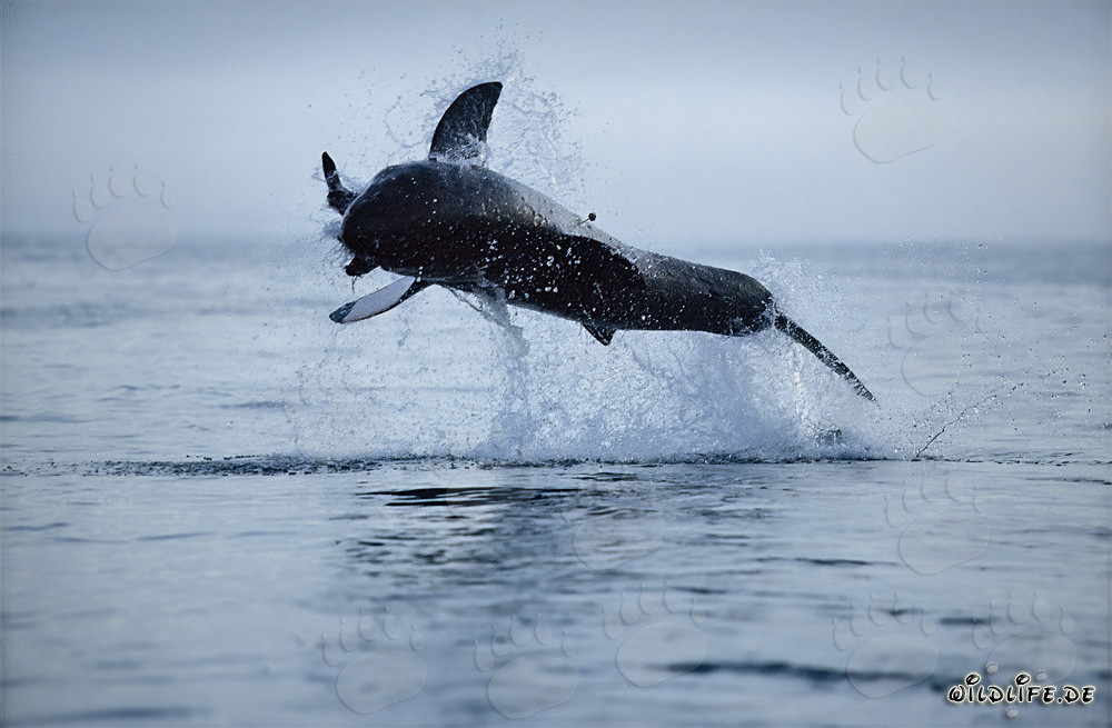 Breaching Great White Shark near Dyer Island