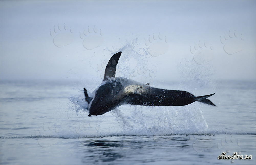 Breaching Great White Shark near Dyer Island