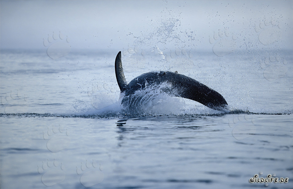 Breaching Great White Shark near Dyer Island