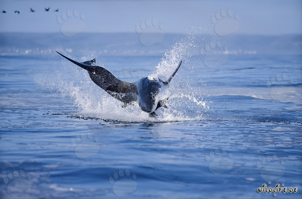 Breaching Great White Shark near Dyer Island