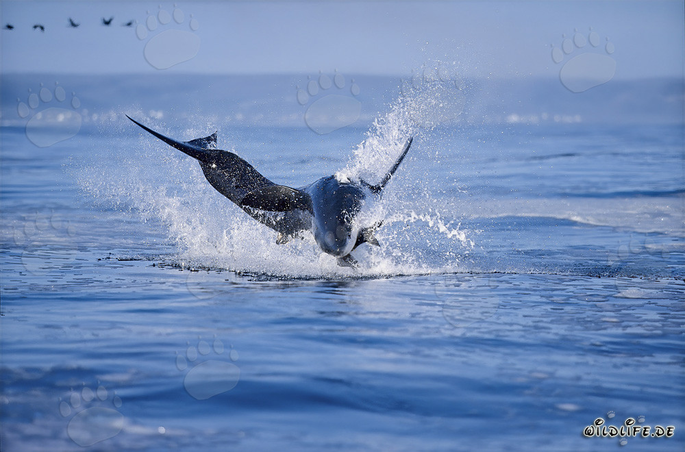 Tiburón blanco saltando frente a la isla Dyer