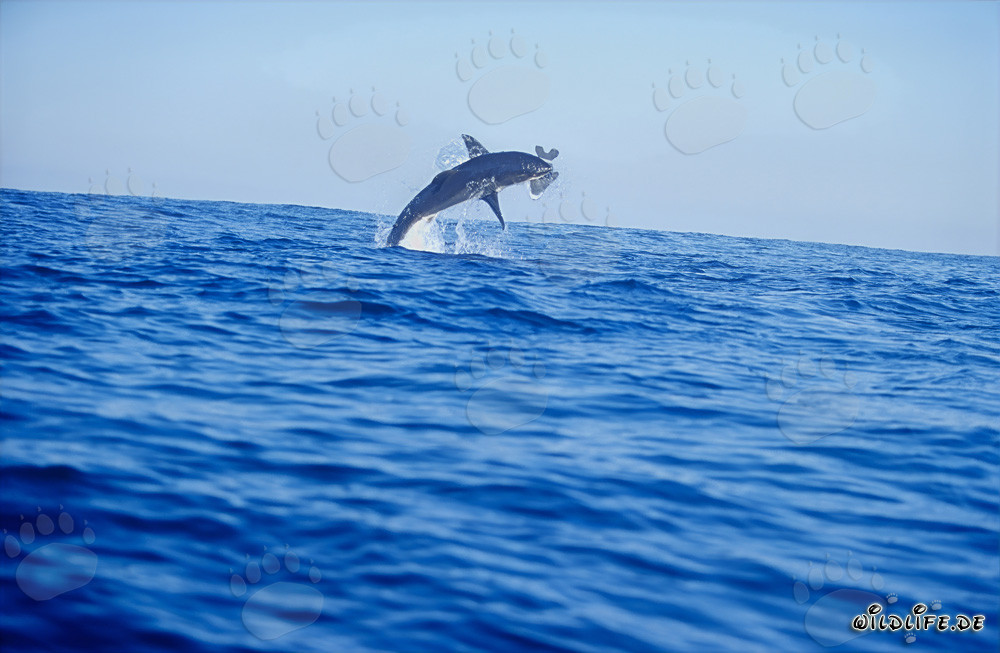 Breaching Great White Shark off Dyer Island