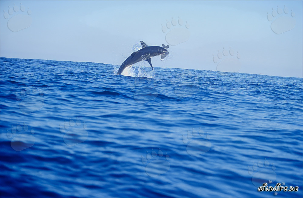 Requin blanc sautant devant l'île Dyer