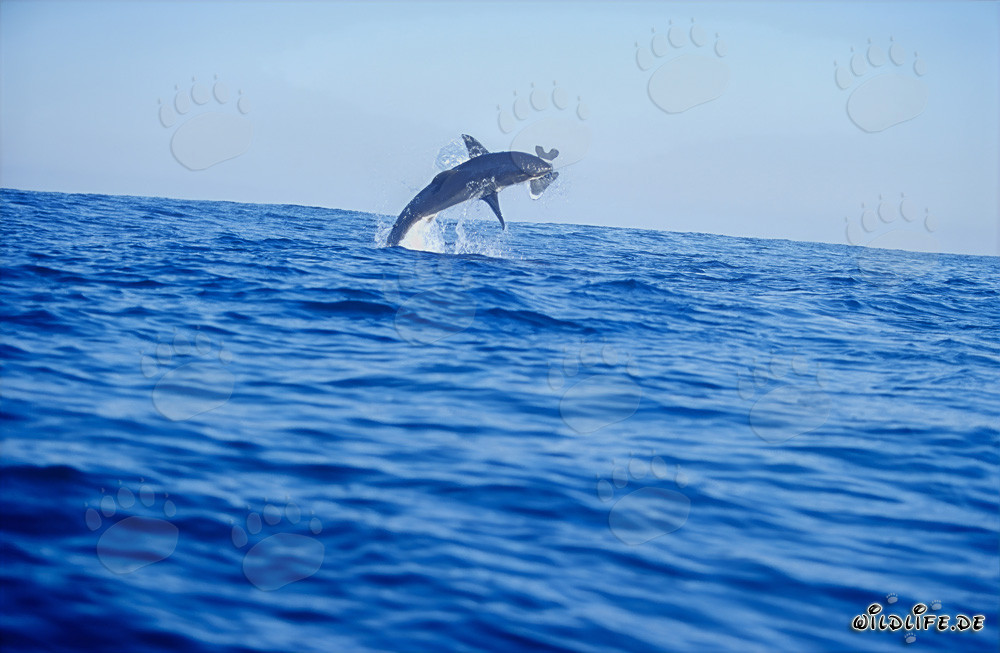 Tiburón blanco saltando frente a la Isla Dyer