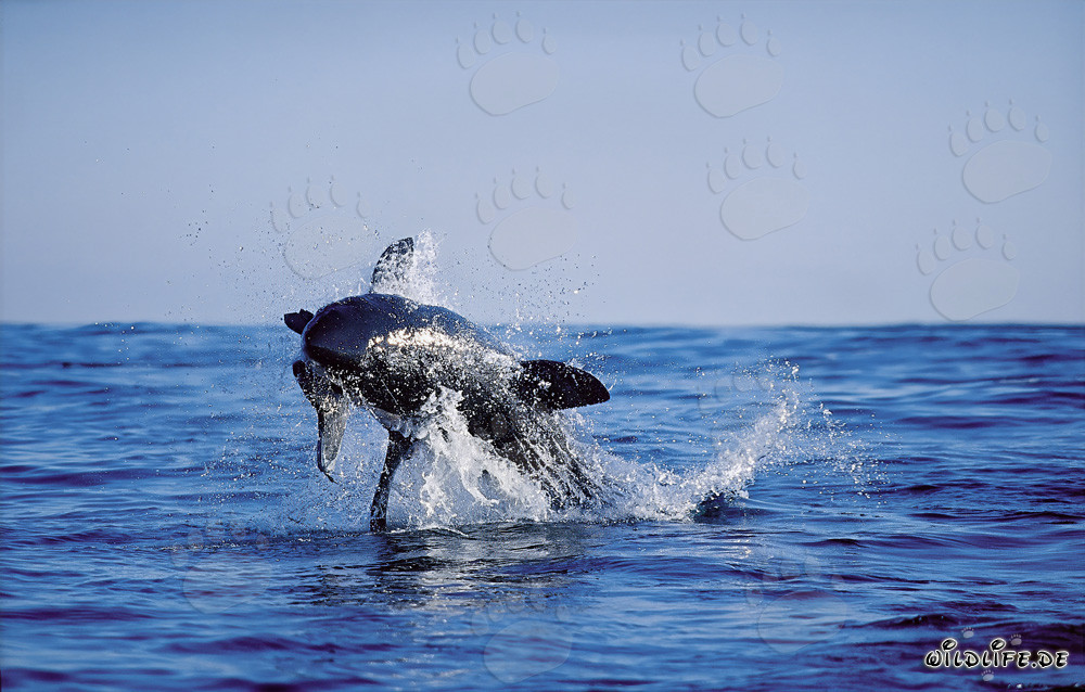 Breaching Great White Shark near Dyer Island