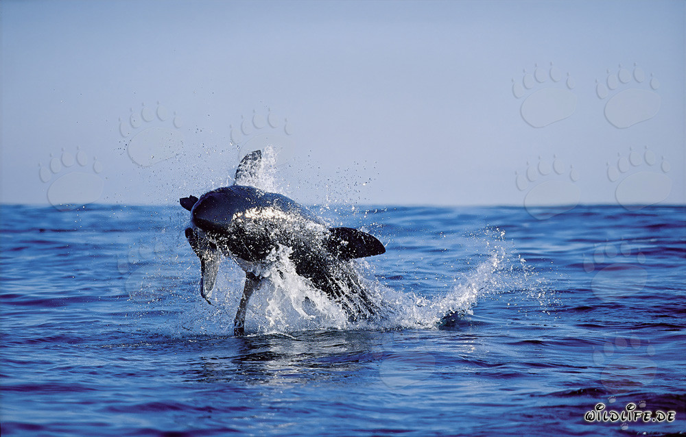 Gran tiburón blanco saltando frente a la isla de Dyer