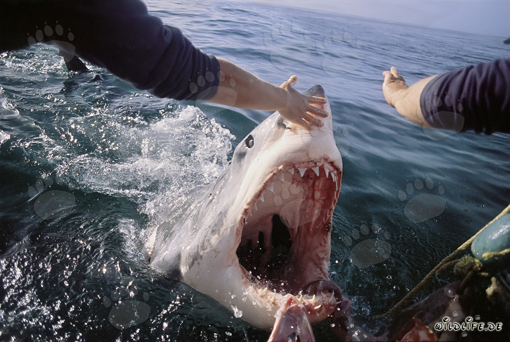 Attaque d'un moteur hors-bord par un grand requin blanc