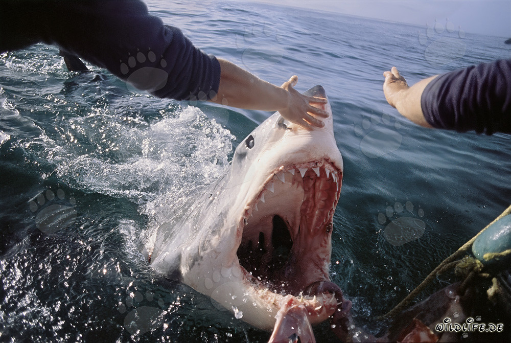 Tiburón blanco ataca motor fuera de borda