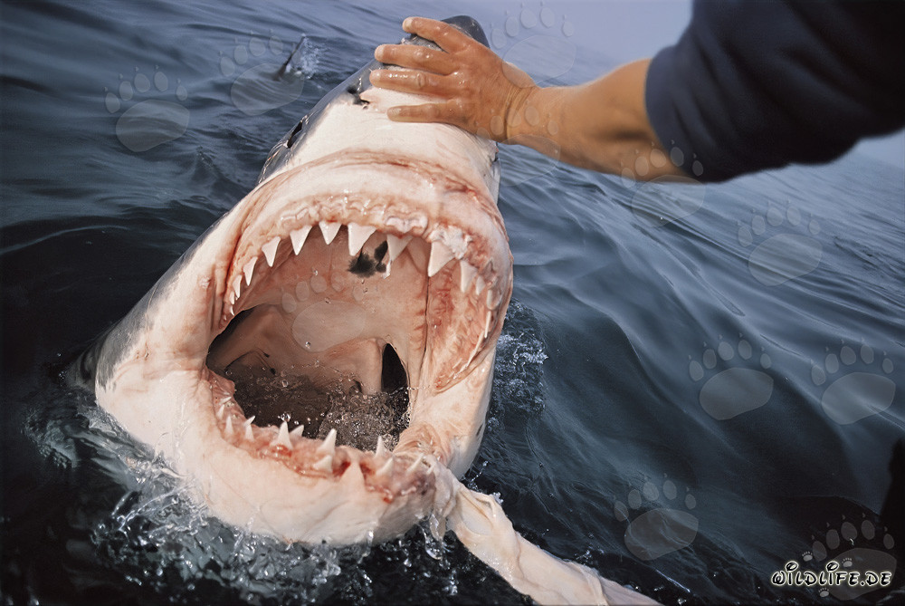 Fascination et danger : Le grand requin blanc montre ses impressionnantes dents