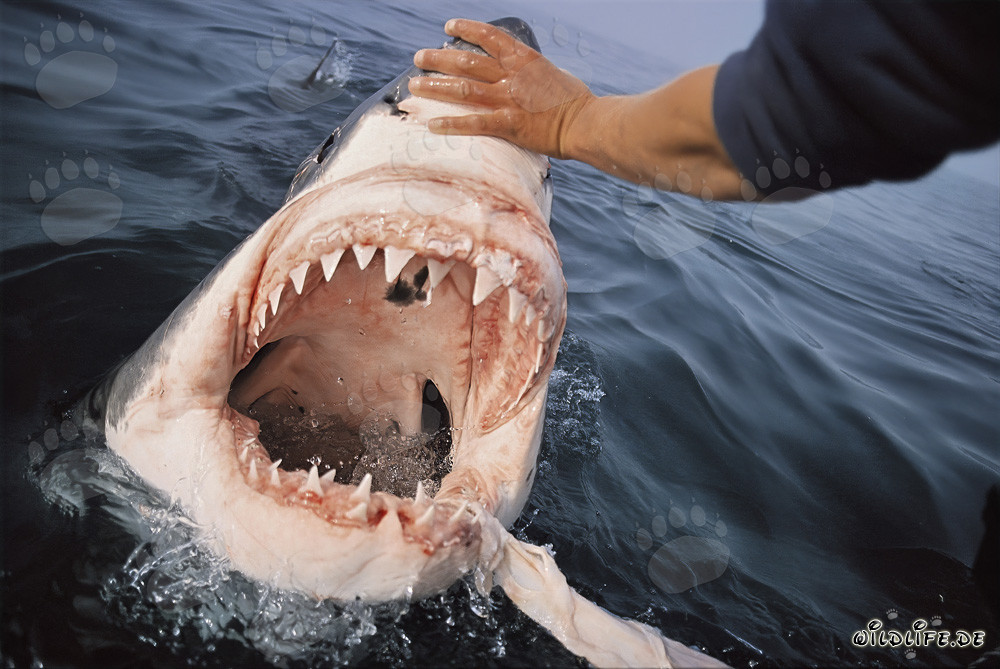 Fascinación y peligro: El gran tiburón blanco muestra sus impresionantes dientes