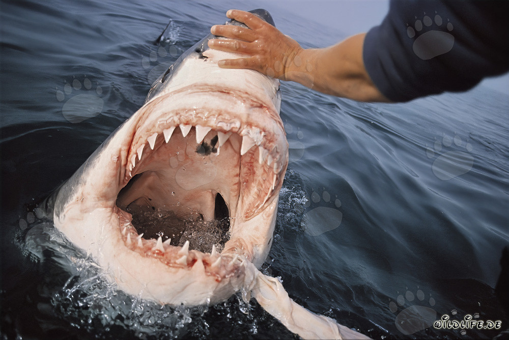 Fascino e pericolo: Lo squalo bianco mostra i suoi impressionanti denti