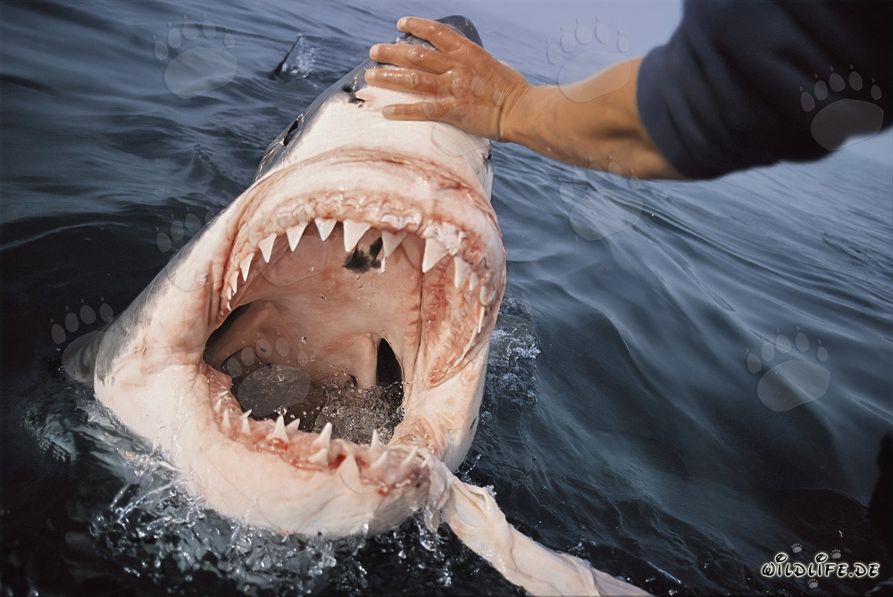 Fascination and Fear: The Great White Shark displays its impressive teeth