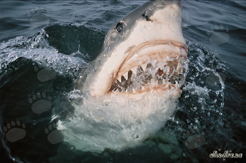 Grand requin blanc impressionnant ouvre sa puissante mâchoire en Afrique du Sud