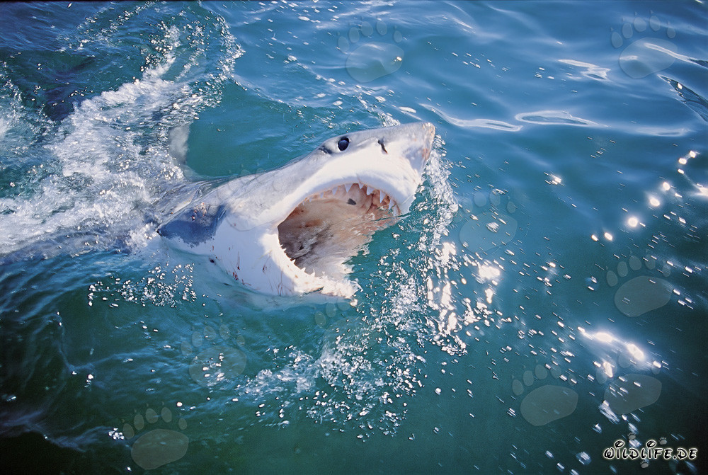 Fascinante tiburón blanco emerge en la superficie del agua
