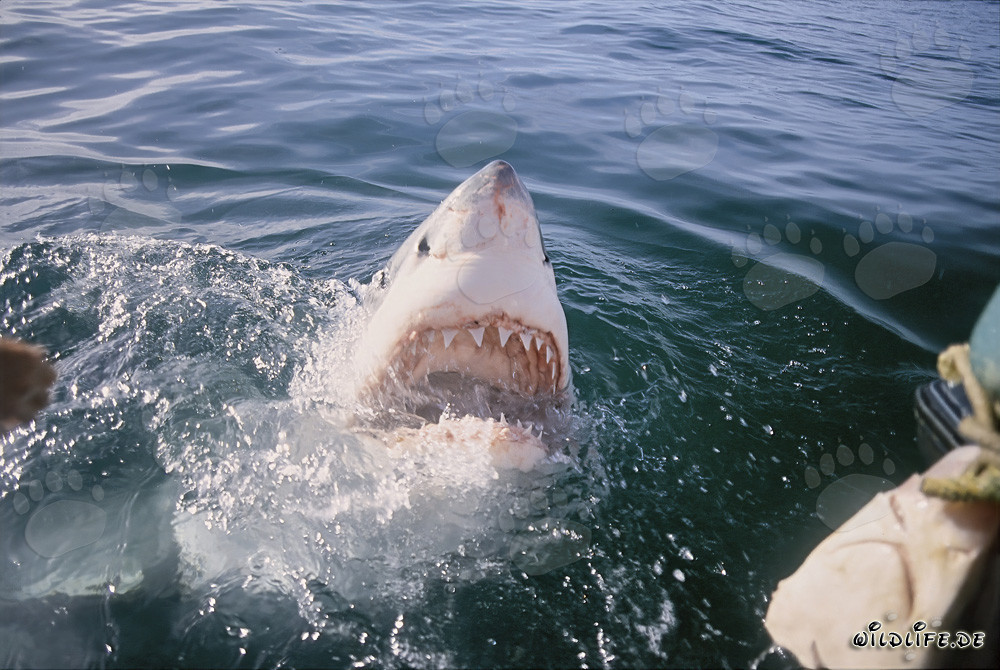Gran tiburón blanco majestuoso emerge dramáticamente a través de la superficie del agua