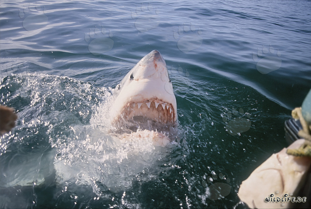 Grand requin blanc majestueux émerge dramatiquement à la surface de l'eau