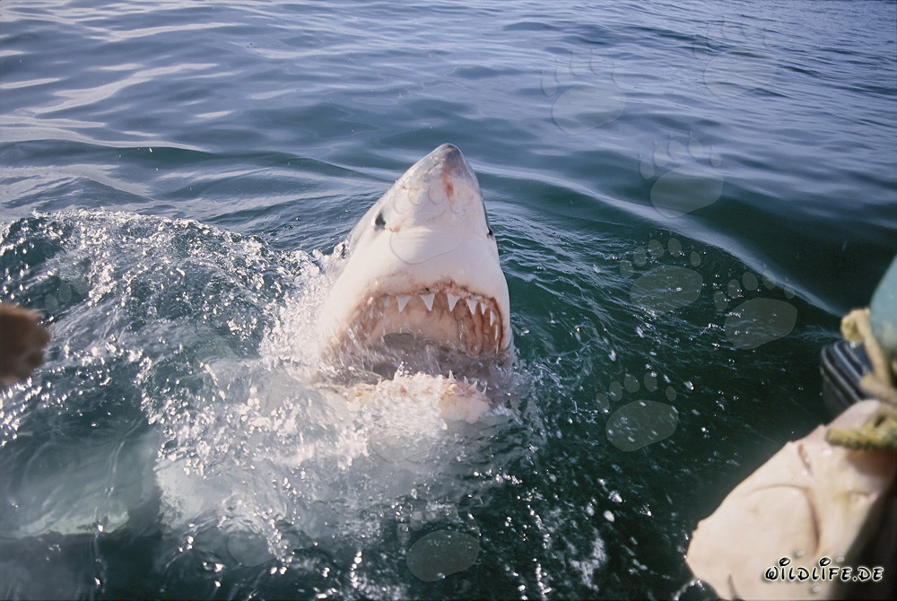 Majestic Great White Shark dramatically breaking through the water surface